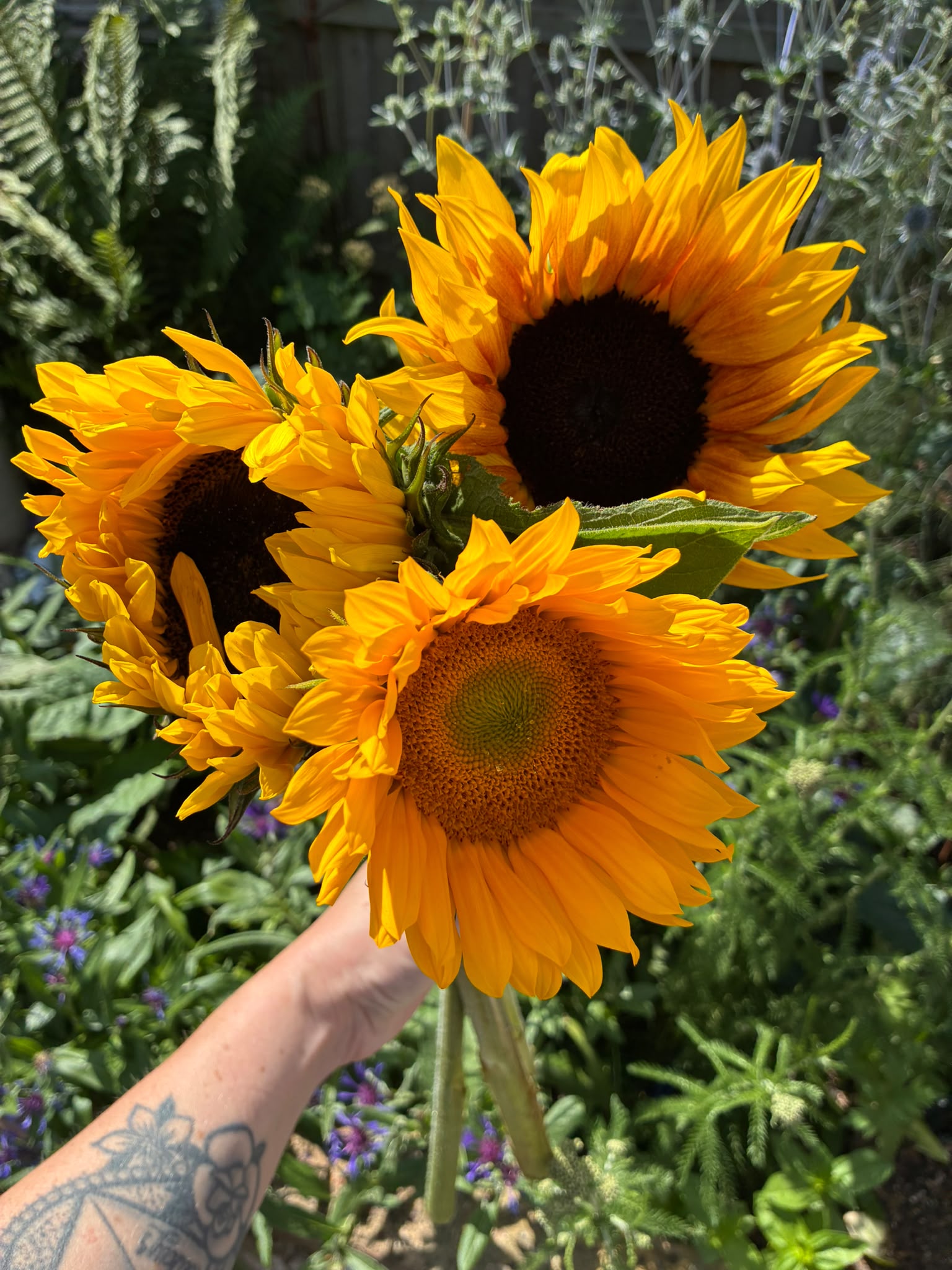 Sunflower Bunches!